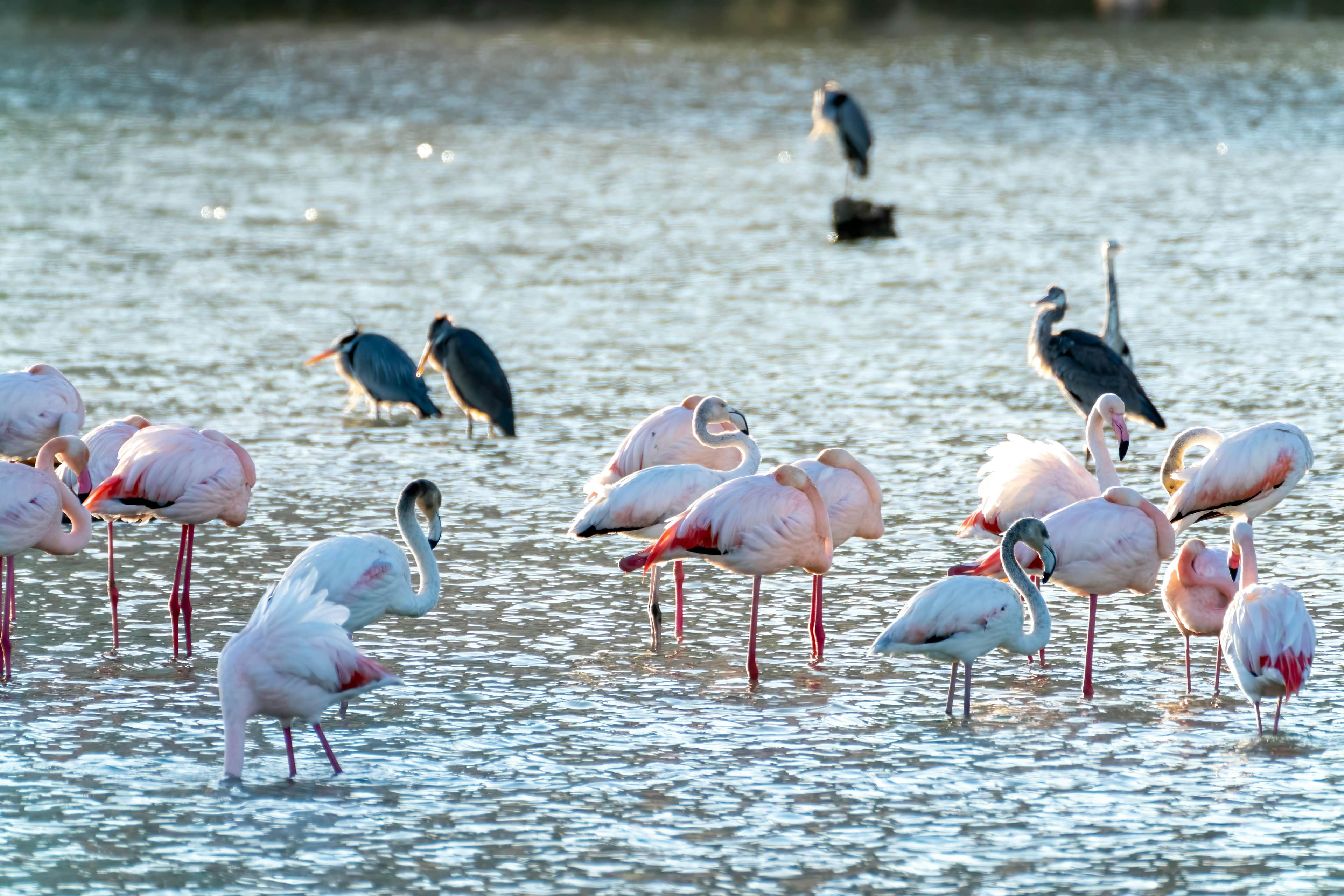 Routes through Las Salinas - Las Salinas 2